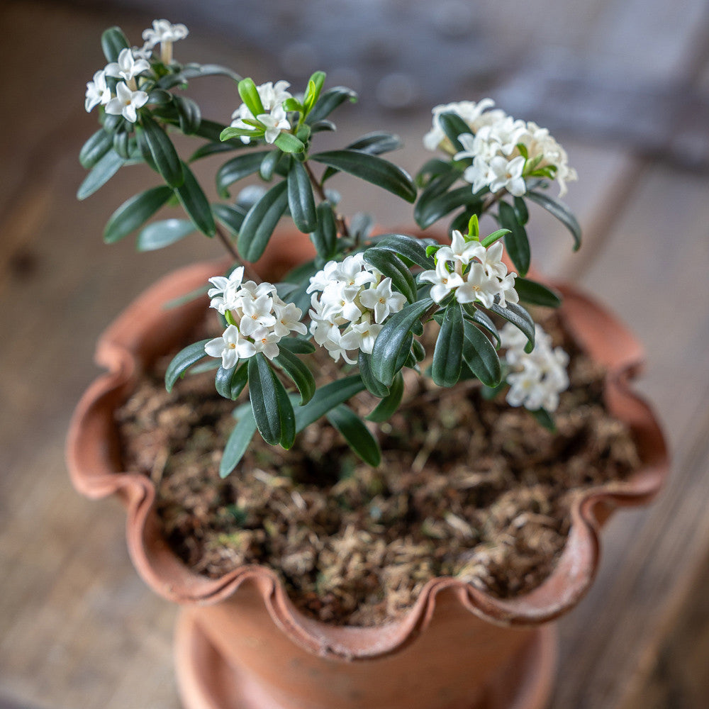 Daphne x transatlantica 'Eternal Fragrance White'