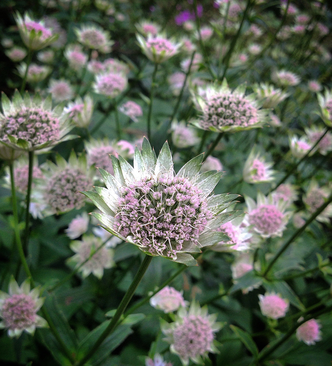 Astrantia major 'Buckland'