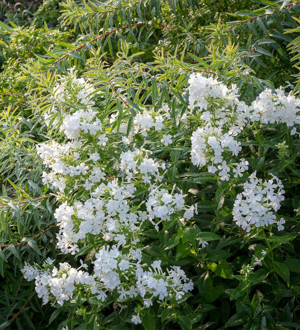 Phlox paniculata 'David'