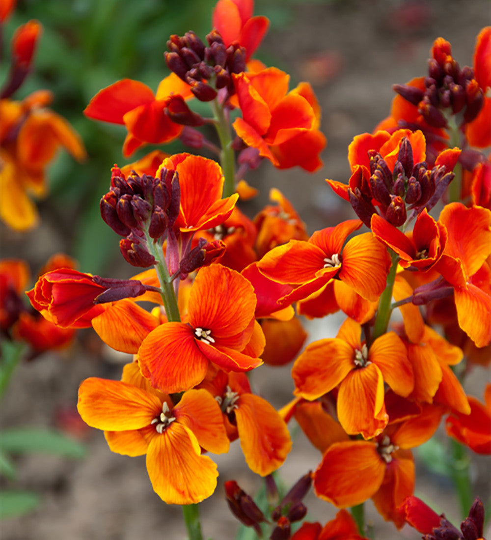 Rich Sienna Tulip and Wallflower Collection
