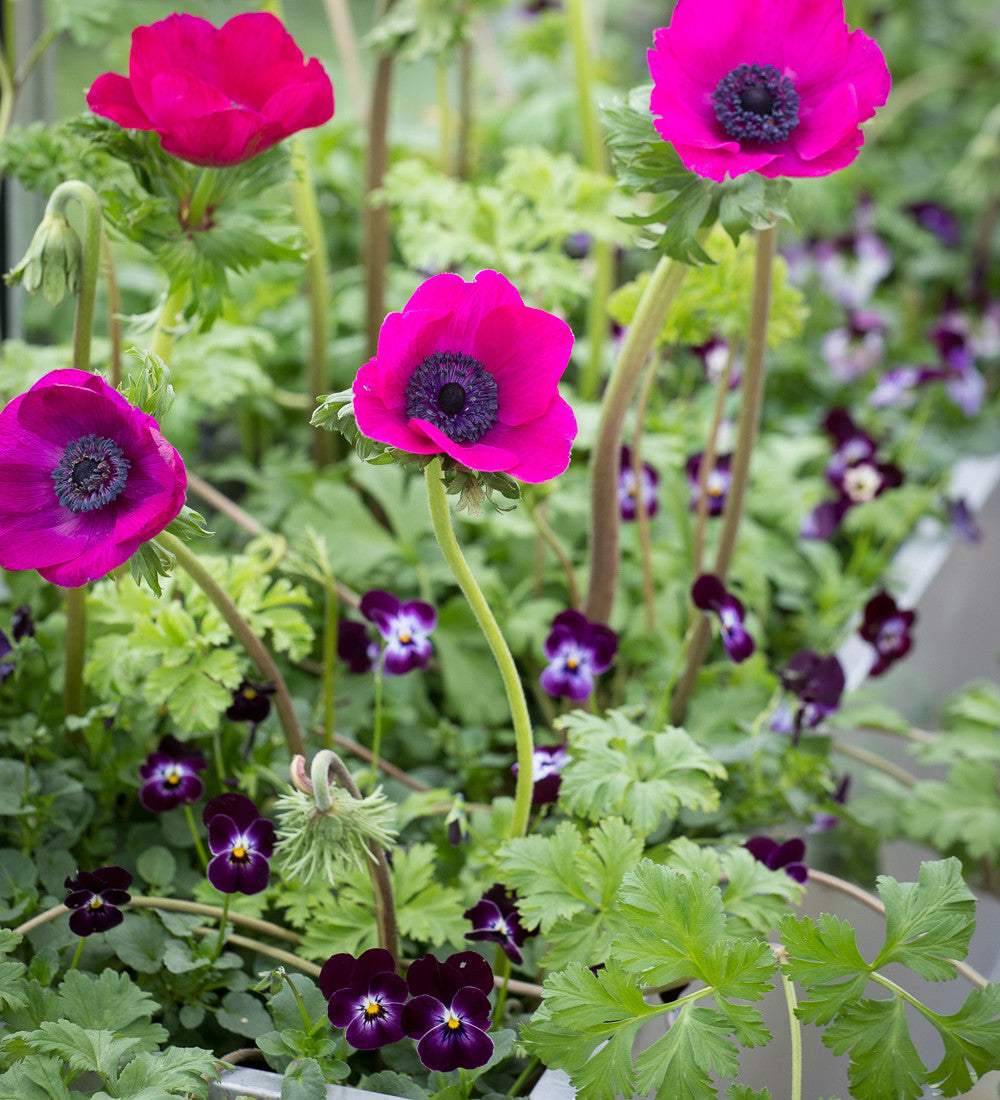 Velvet Winter Window Box Collection