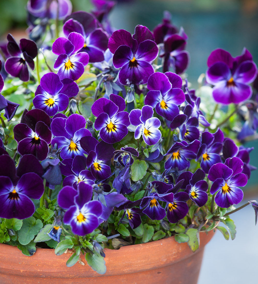 Velvet Winter Window Box Collection
