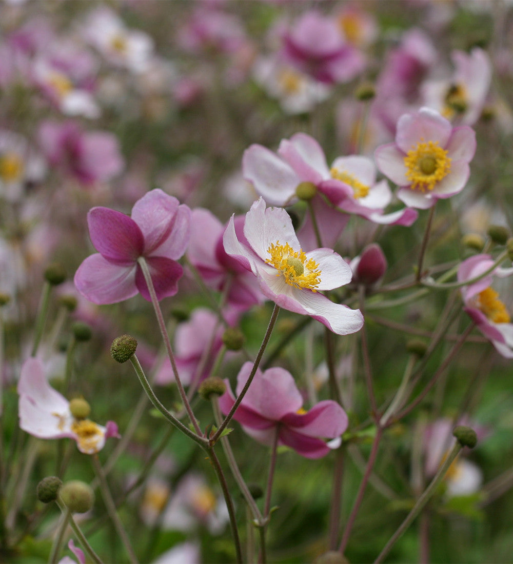 Autumn Anemone Collection