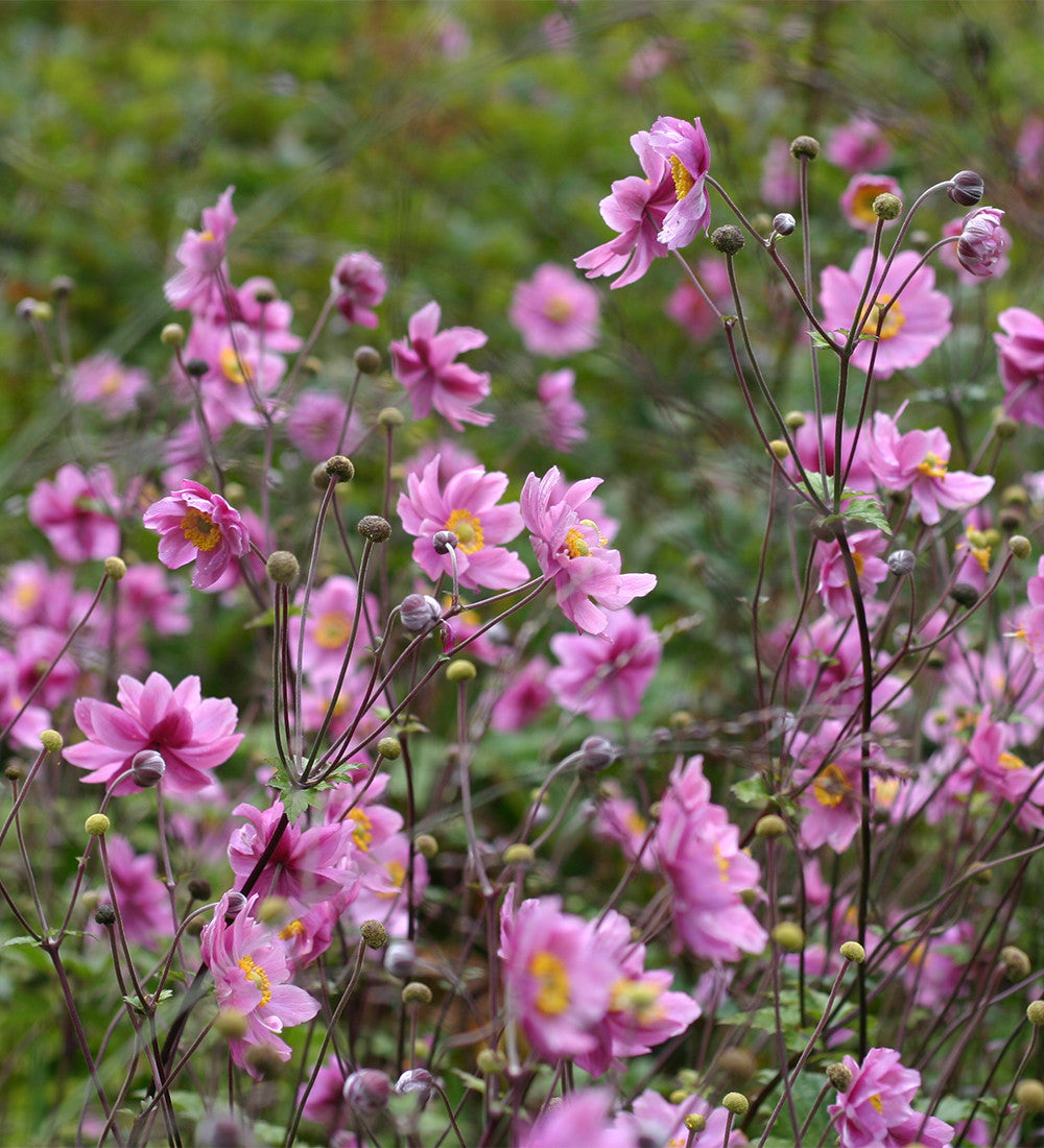 Autumn Anemone Collection