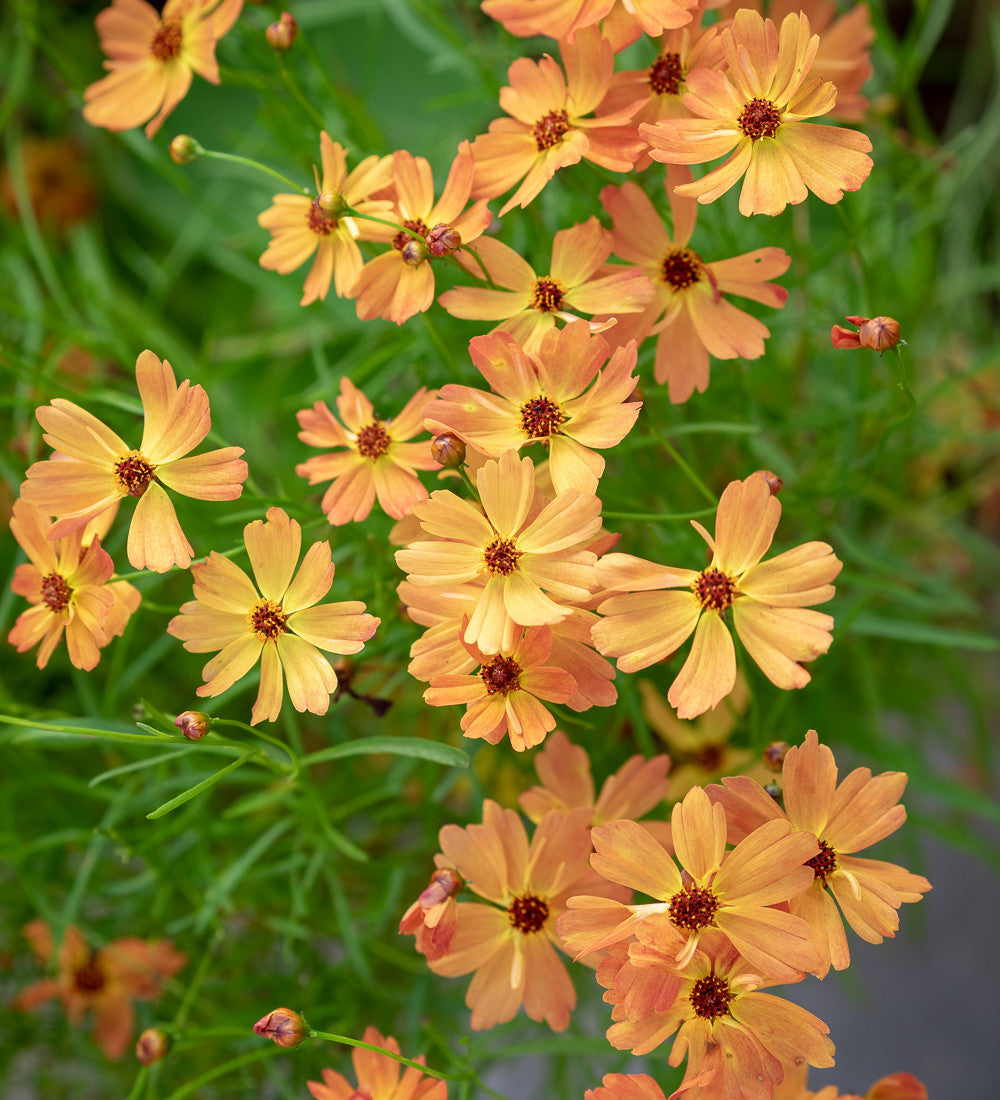 Coreopsis lanceolata 'Mango Punch'