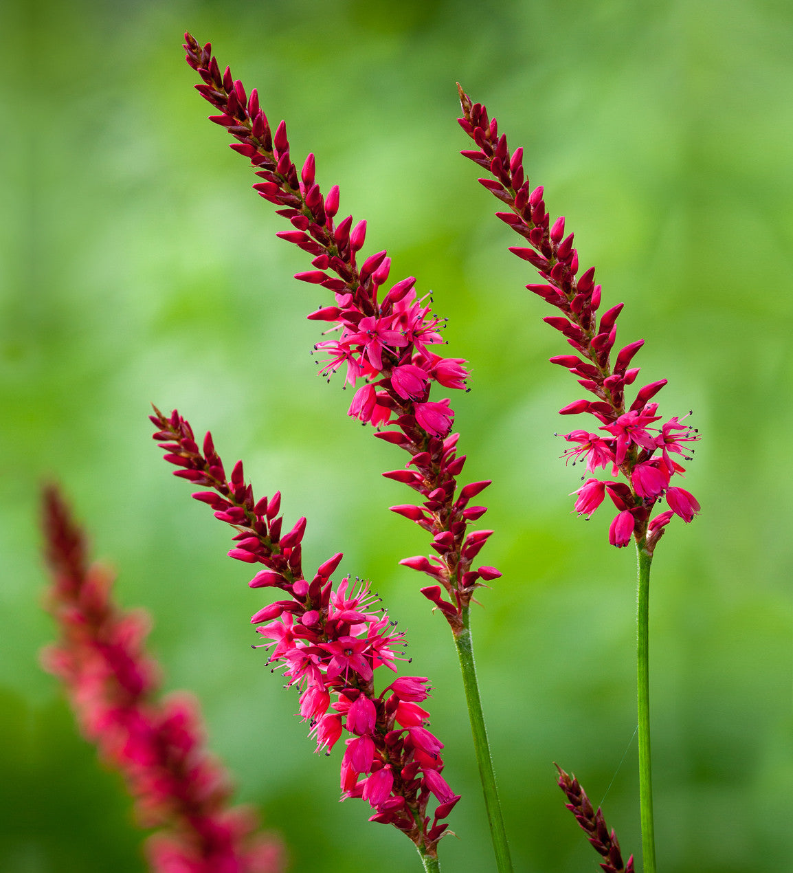 Persicaria amplexicaulis 'Firetail'