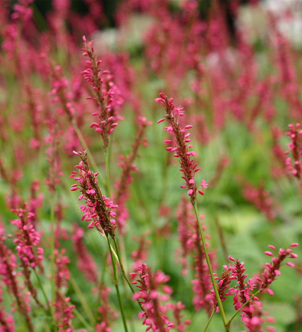 Persicaria amplexicaulis 'Firetail'