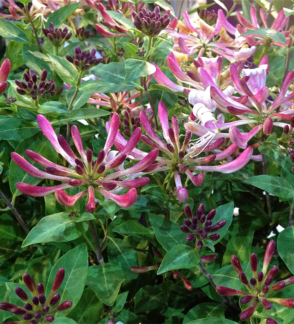 Lonicera periclymenum 'Rhubarb and Custard'®