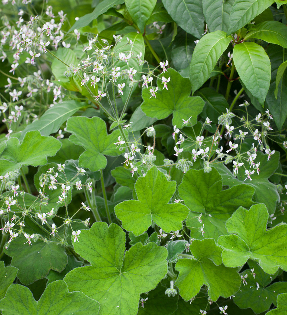 Pelargonium tomentosum