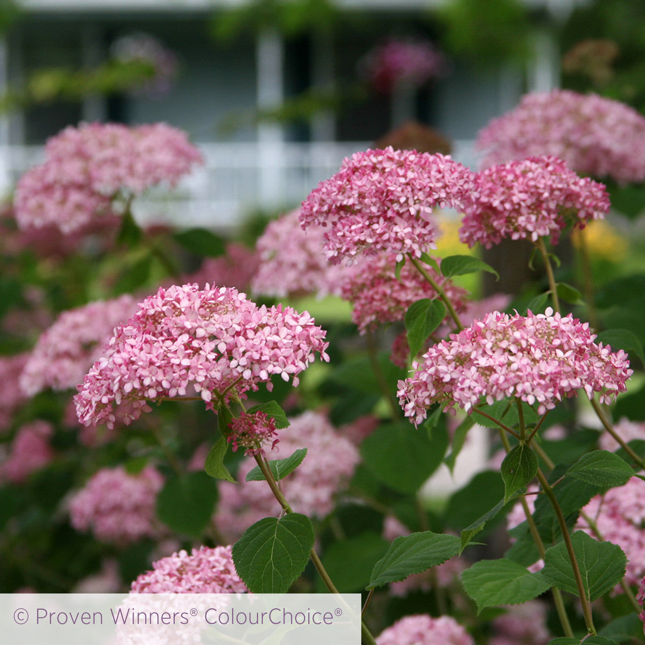 Hydrangea arborescens 'Invincibelle Spirit II' (Pink Annabelle)