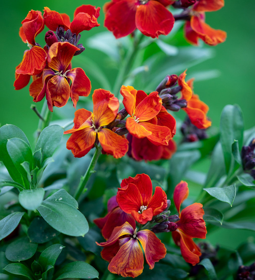 Wallflower 'Sugar Rush Red' F1