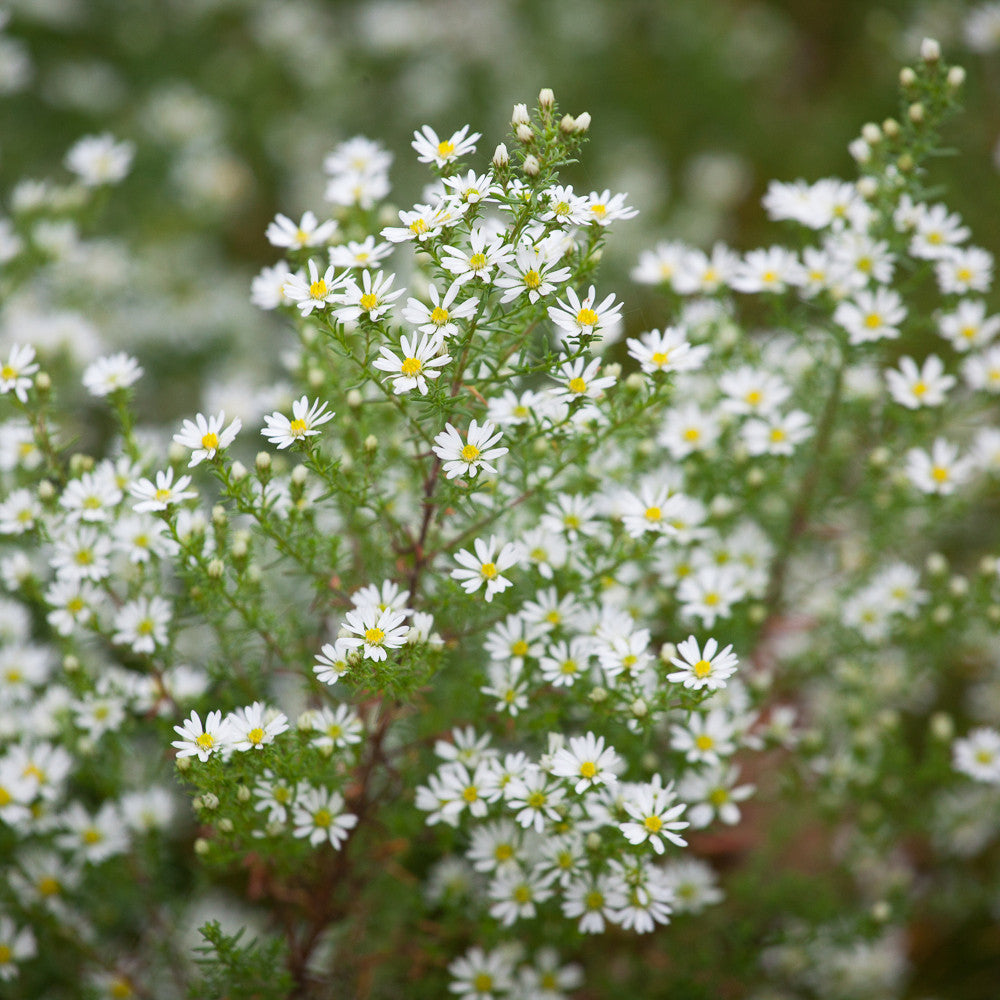 Symphyotrichum ericoides 'Vimmer's Delight'