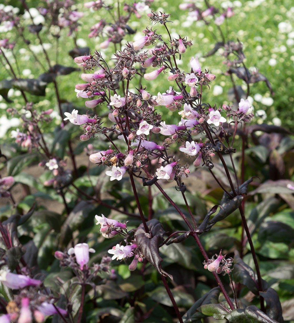 Penstemon digitalis 'Dark Towers'