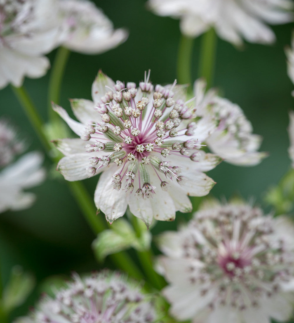 Astrantia Collection