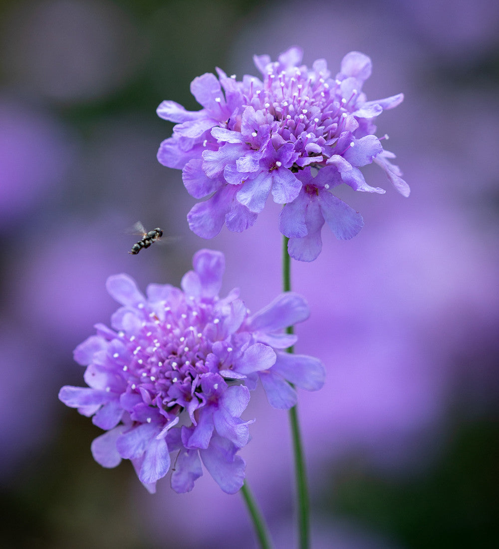 Scabiosa columbaria 'Flutter Deep Blue'
