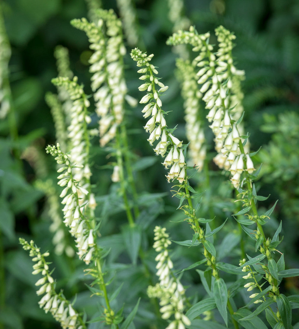 Digitalis lutea