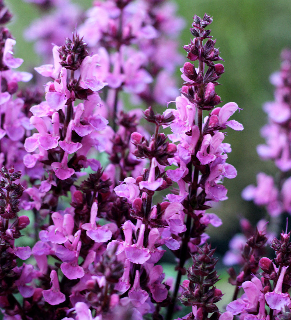 Salvia nemorosa 'Rose Marvel'