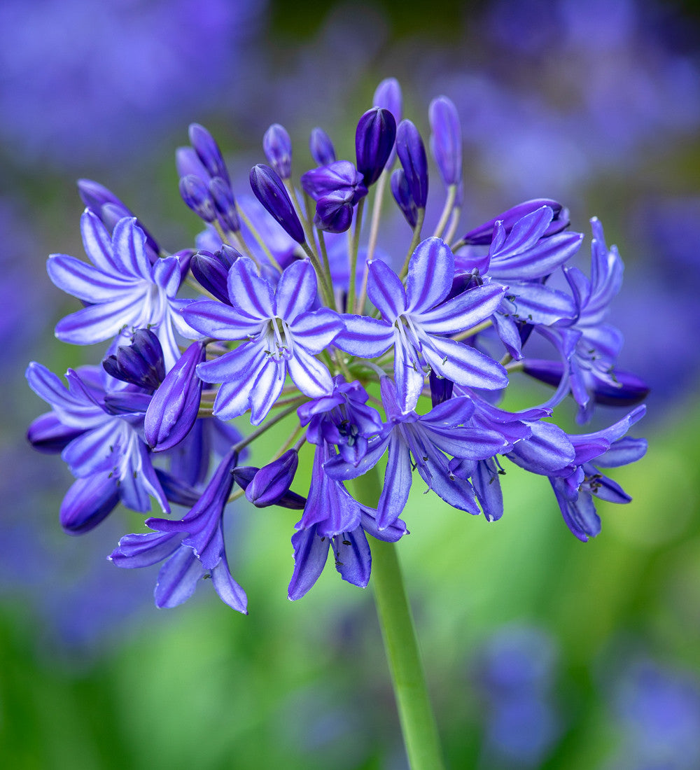 Agapanthus 'Northern Star'