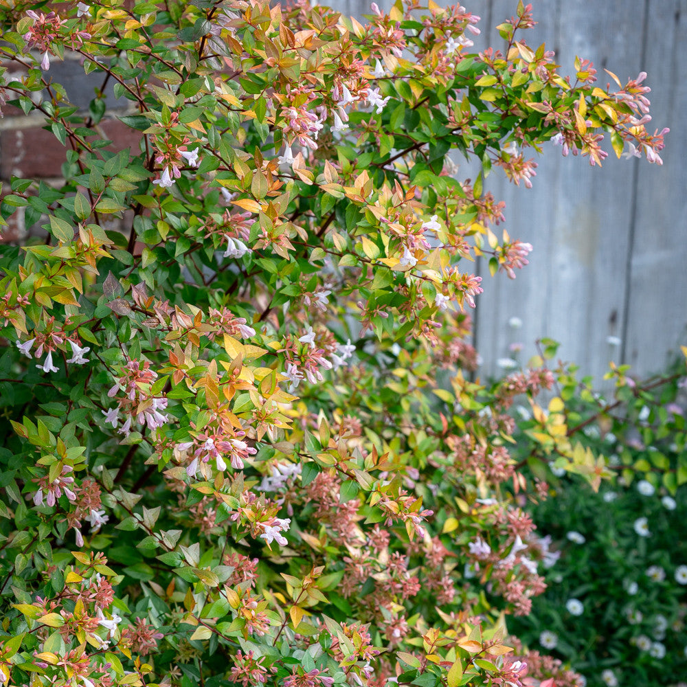 Abelia x grandiflora
