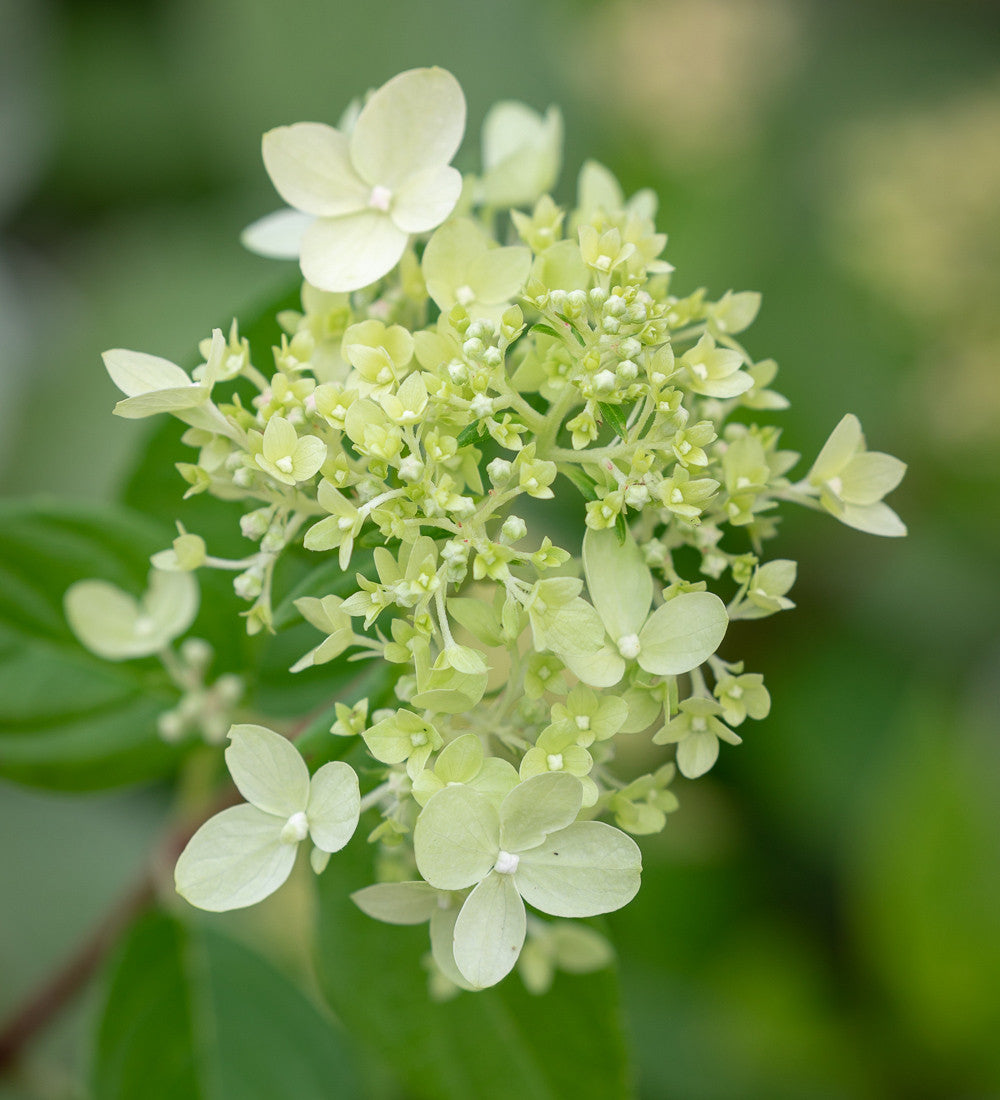 Hydrangea paniculata 'Little Fresco'