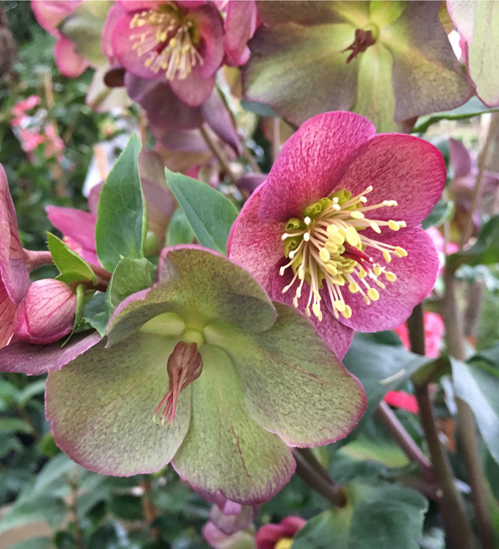 Helleborus x glandorfensis 'Ice N' Roses Red'