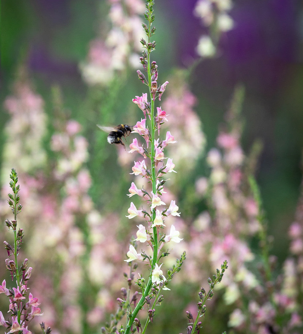 Linaria x purpurea 'Peachy'