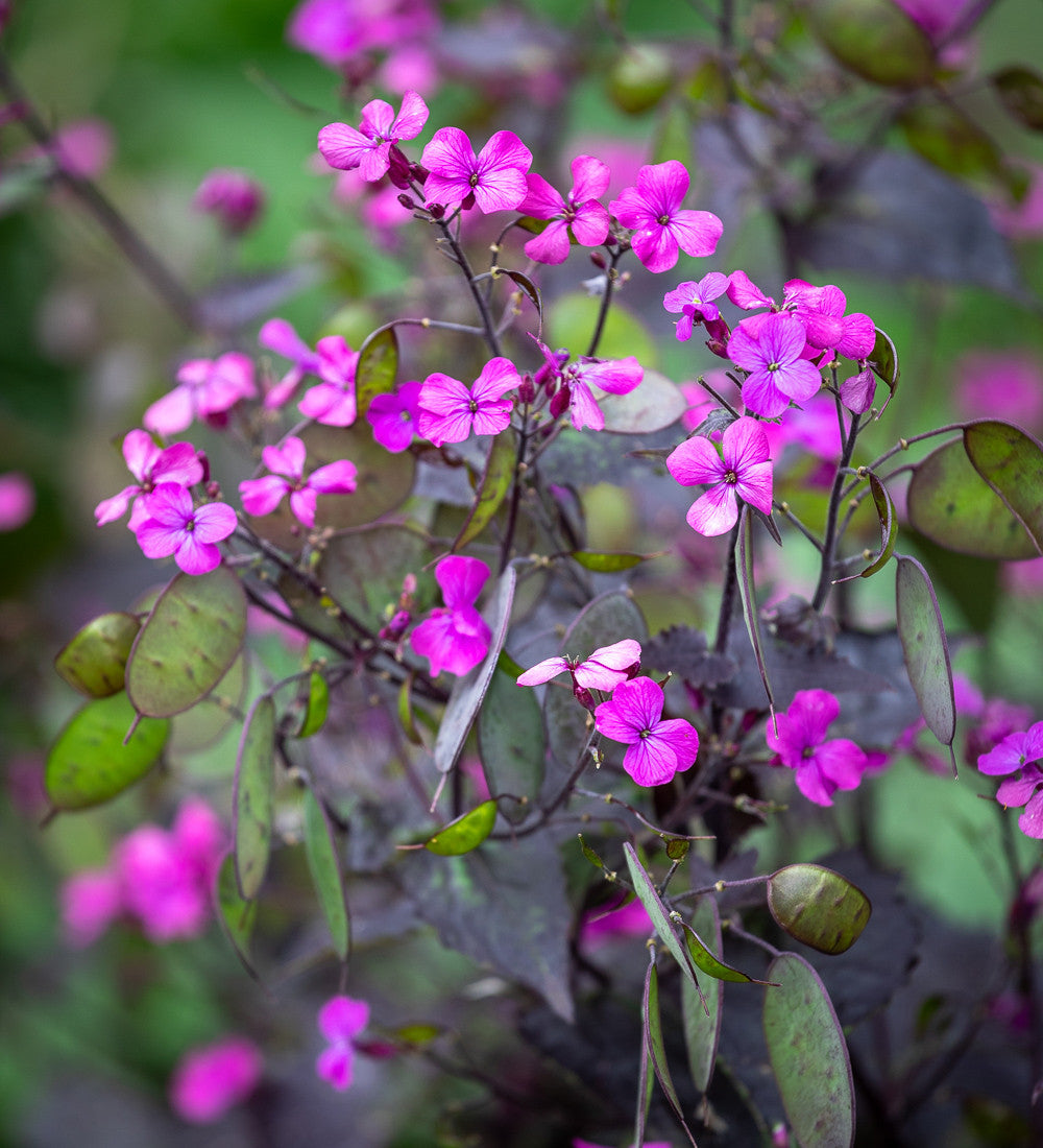 Lunaria annua 'Chedglow'