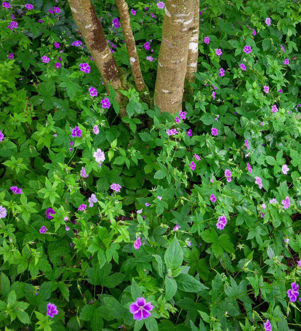 Geranium nodosum