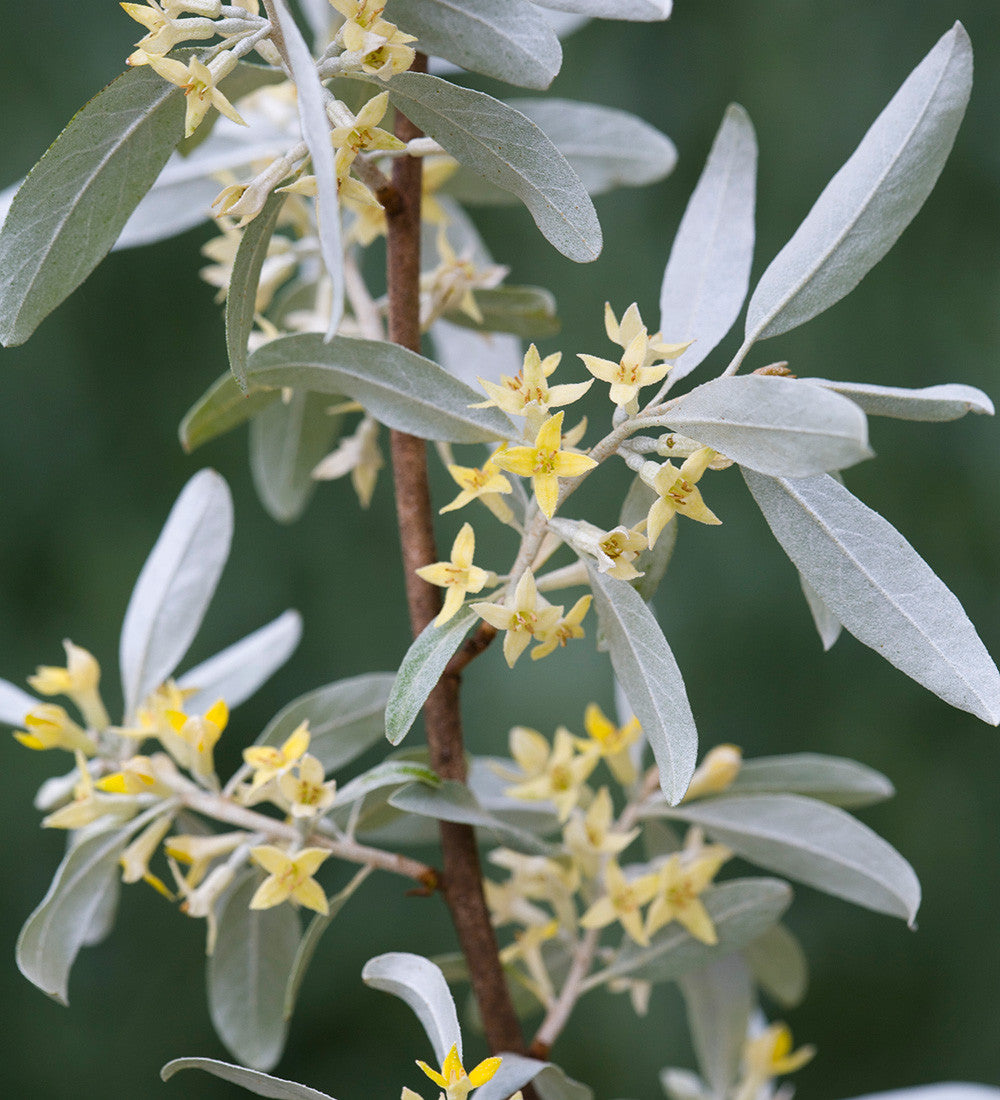 Elaeagnus commutata 'Zempin'