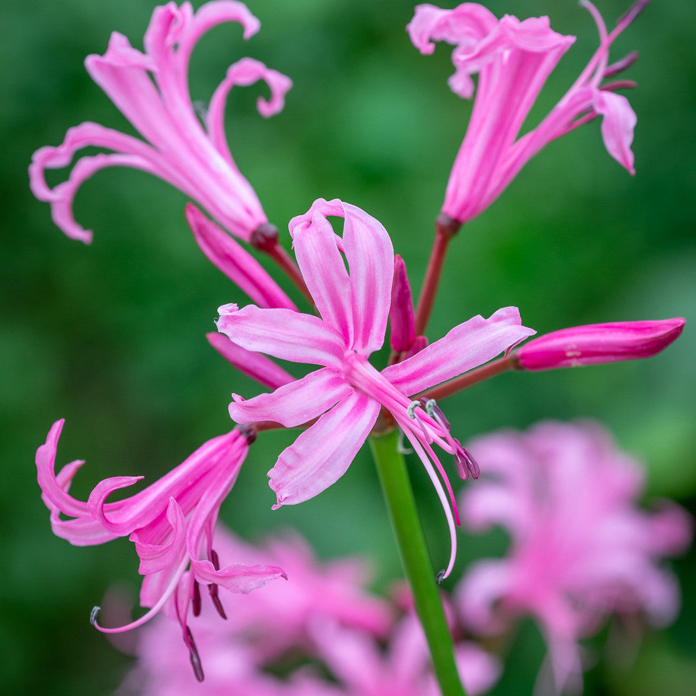 Nerine bowdenii 'Favourite'