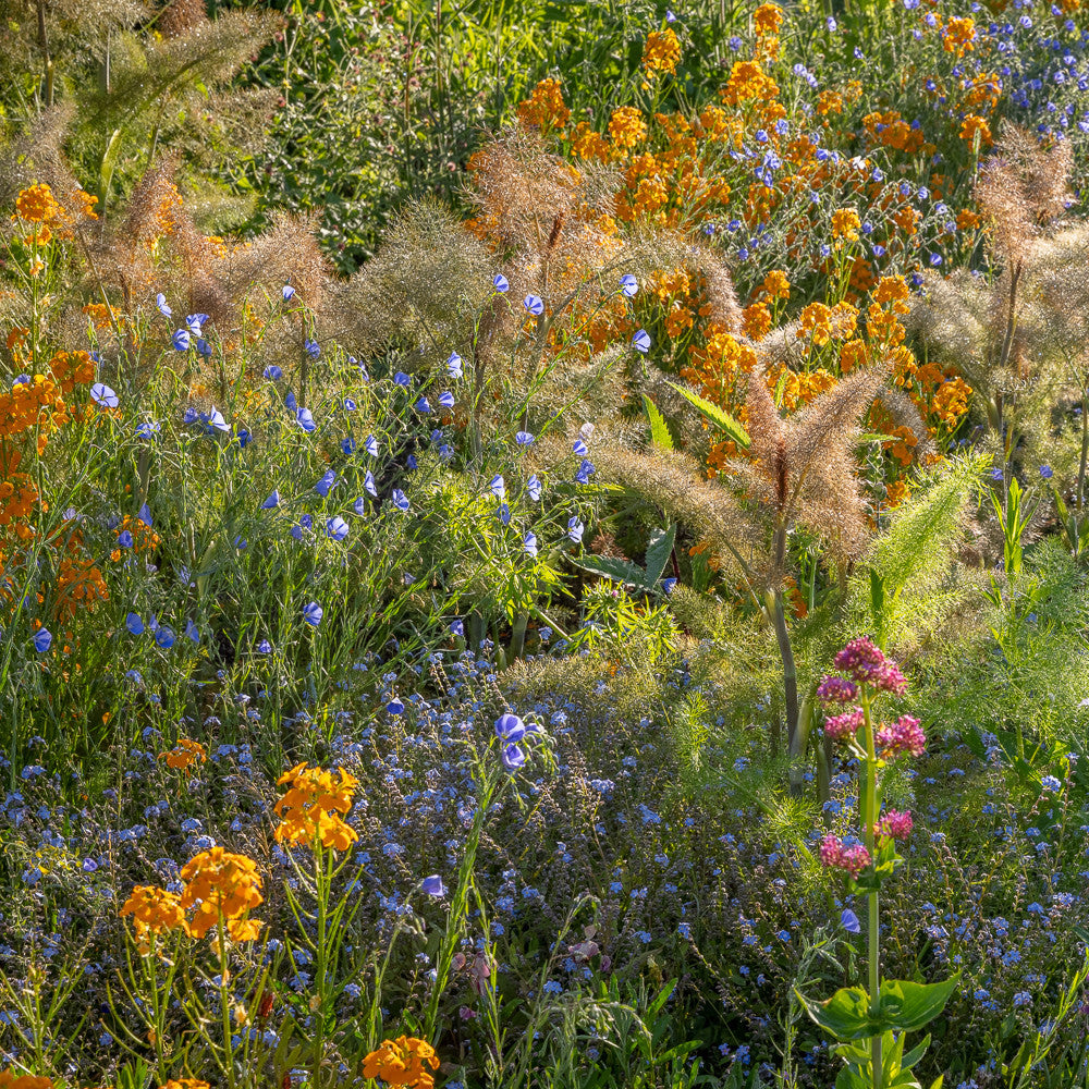 Bronze Fennel (Foeniculum vulgare ‘Purpureum’)