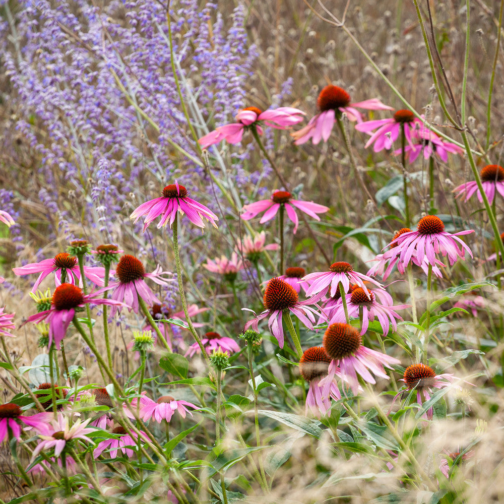 Echinacea purpurea 'Magnus Superior'