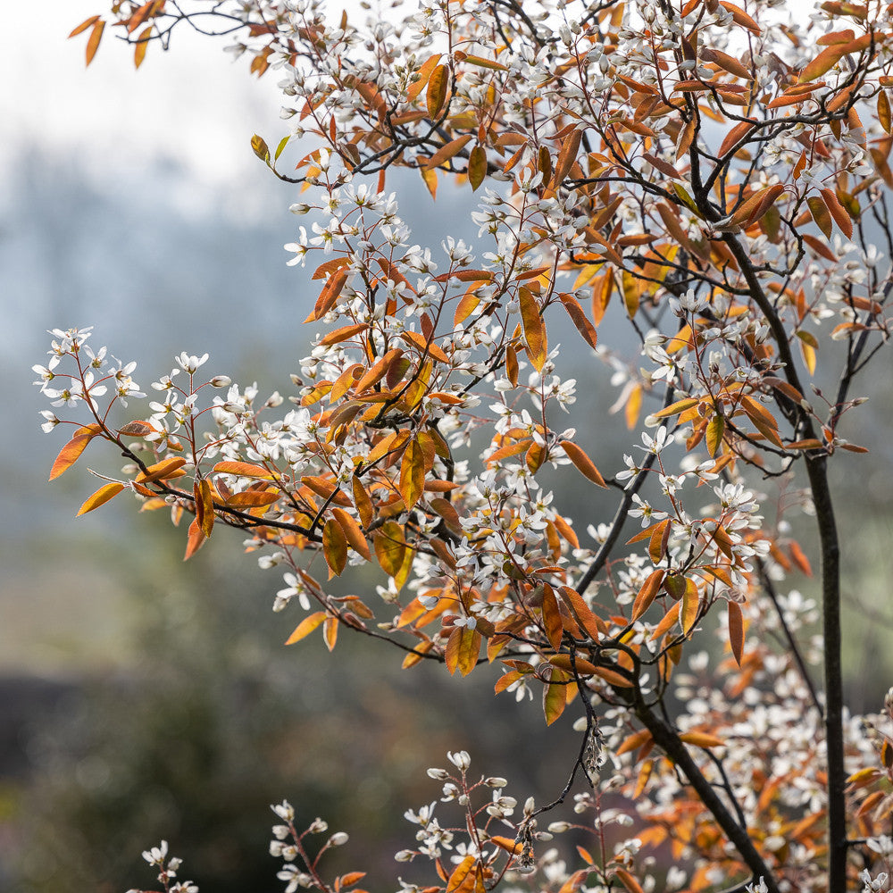 Amelanchier lamarckii