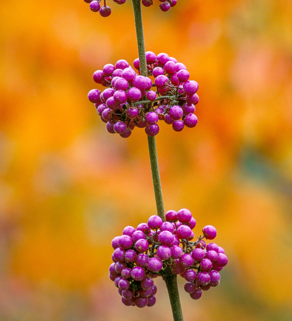 Callicarpa bodinieri var. giraldii 'Profusion'