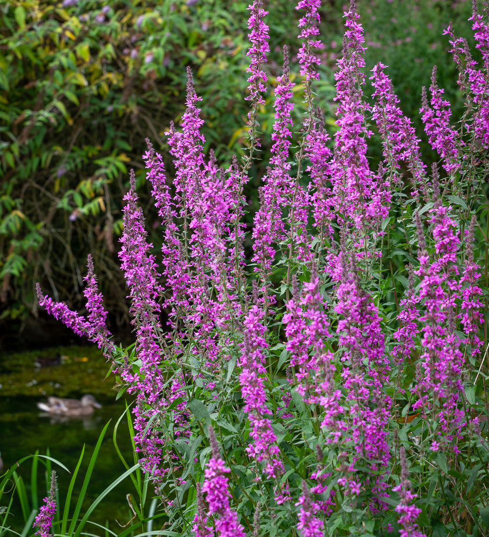 Lythrum salicaria (Purple Loosestrife)