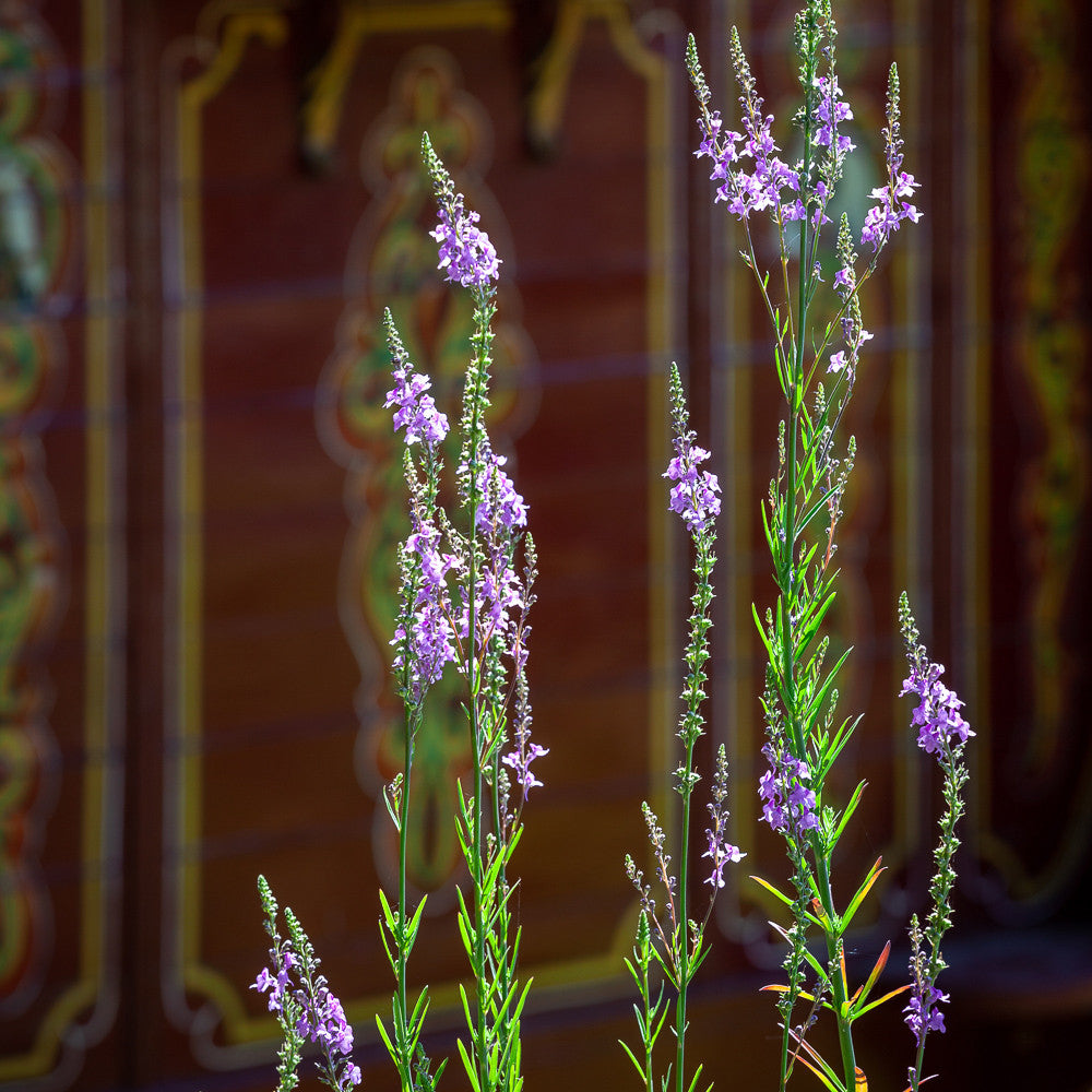 Linaria purpurea