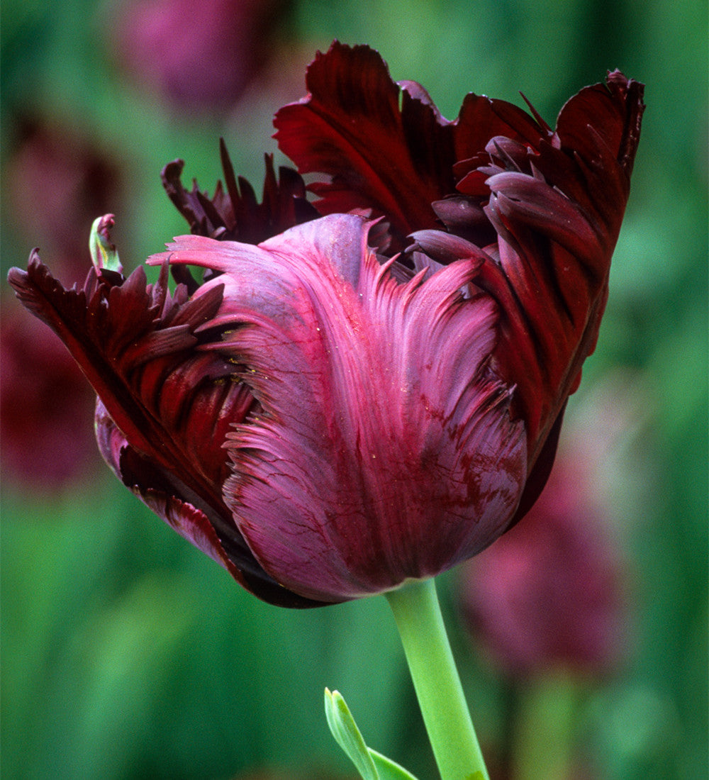 Crimson and Black Velvet Pot Collection