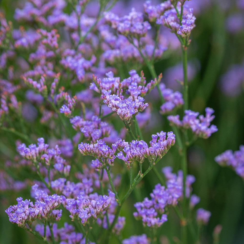 Limonium 'Dazzle Rocks'