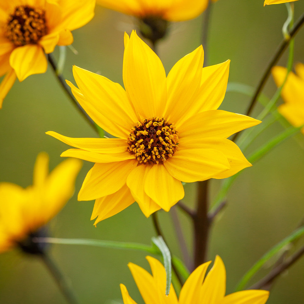 Helianthus salicifolius