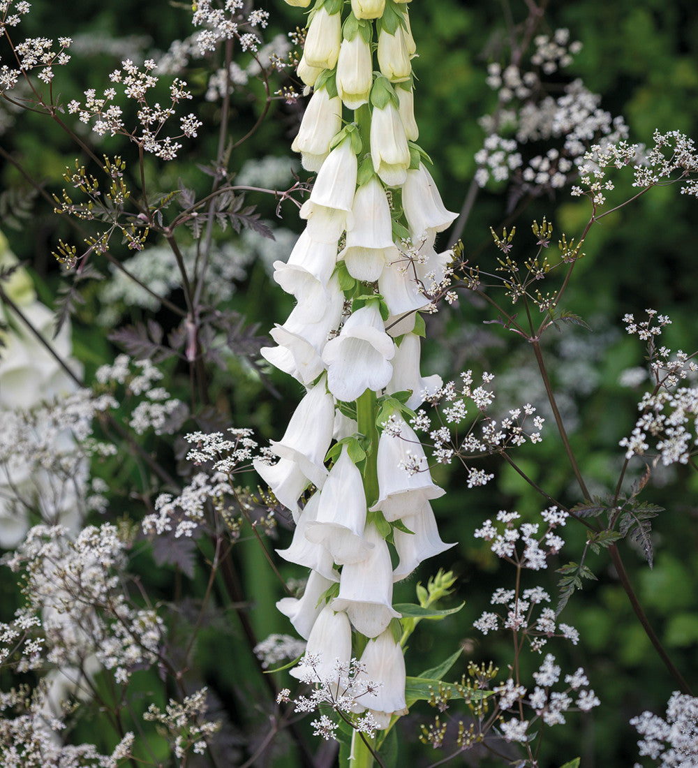 New Foxglove Collection