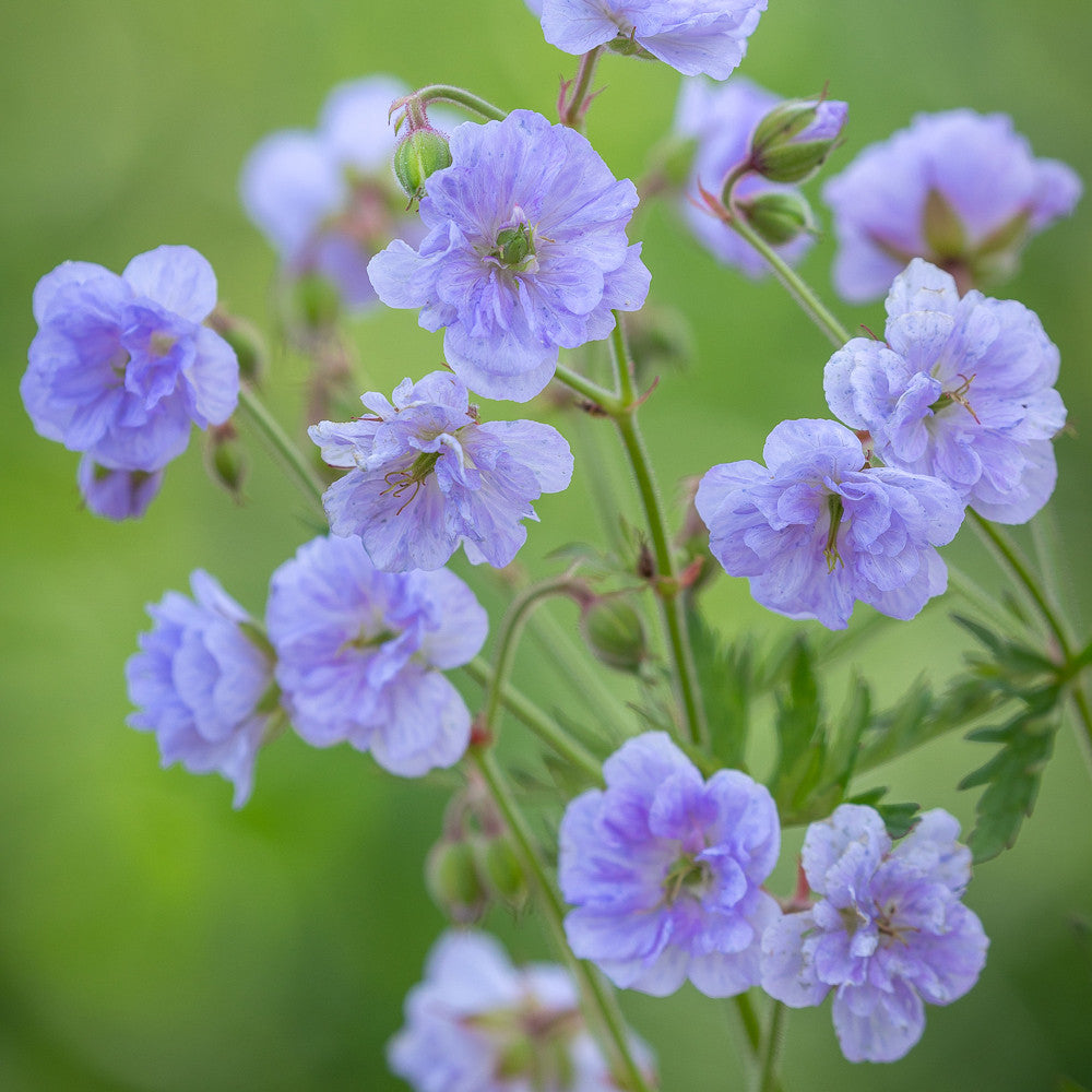 Geranium pratense 'Cloud Nine'