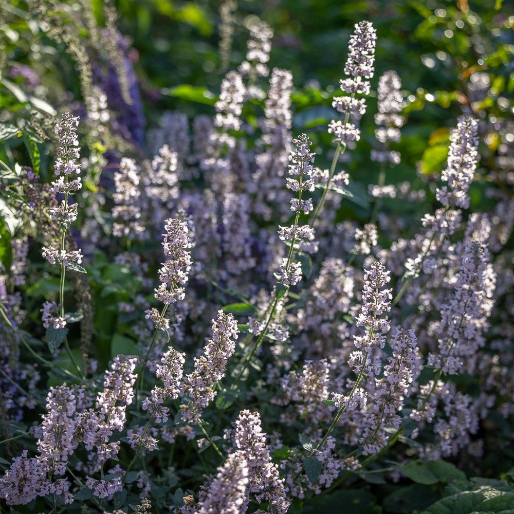 Nepeta racemosa 'Amelia'