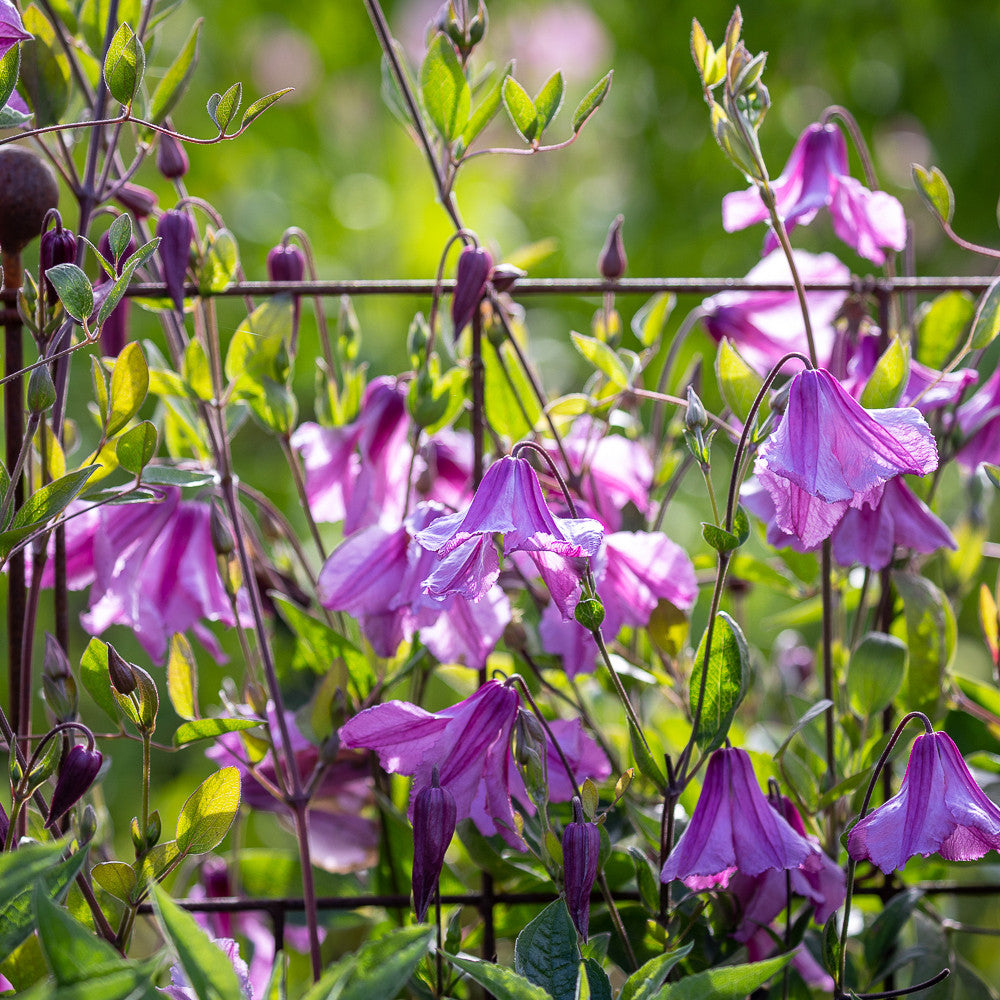 Clematis integrifolia 'Alionushka'