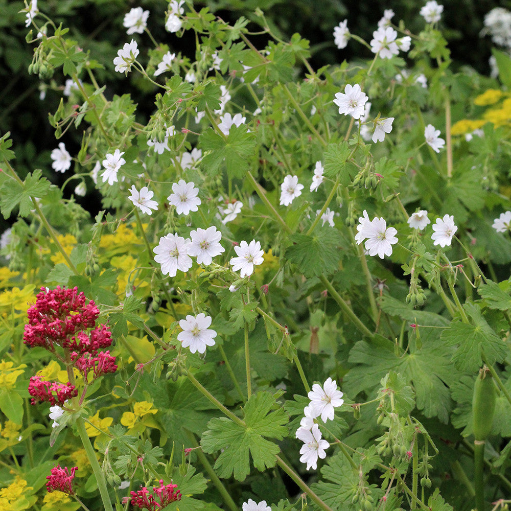 Geranium pyrenaicum 'Summer Snow'