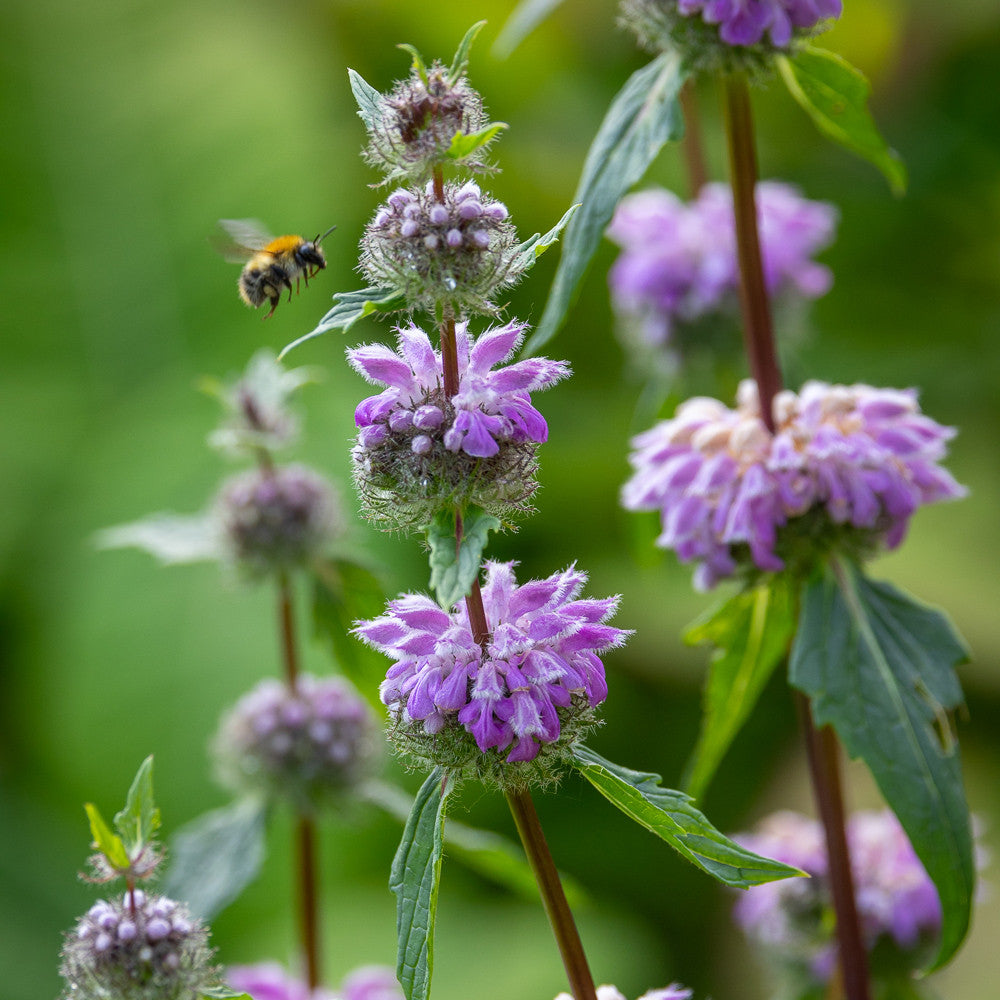 Phlomis tuberosa 'Amazone'