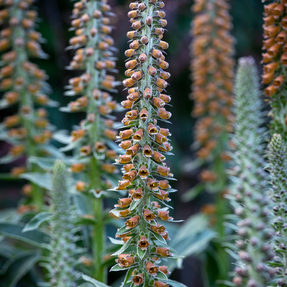 Digitalis parviflora 'Milk Chocolate'