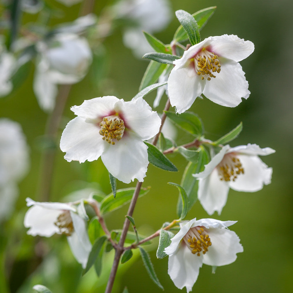 Philadelphus maculatus 'Sweet Clare'(syn. Mexican Jewel)