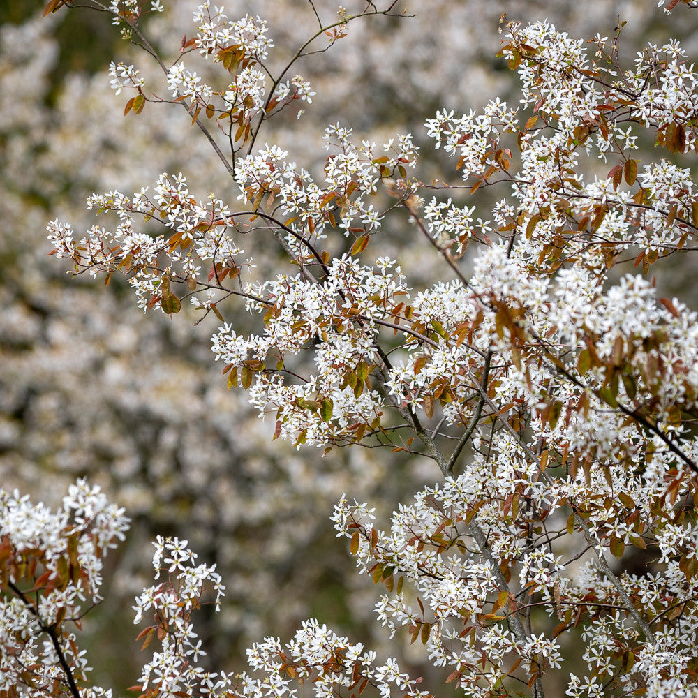 Amelanchier canadensis 'Prince William'