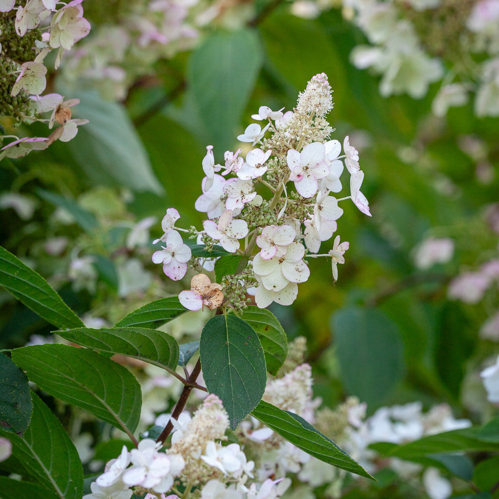 Hydrangea paniculata 'Kyushu'
