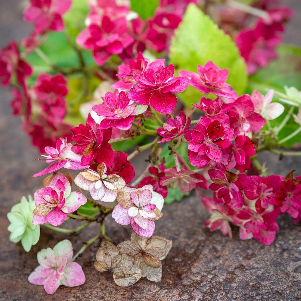 Hydrangea macrophylla 'Wedding Gown'